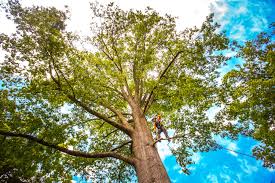 How Our Tree Care Process Works  in  Lake Park, GA